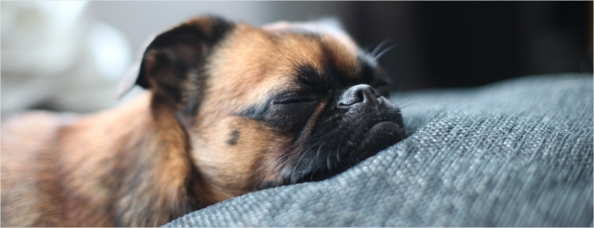 Consejos para el descanso perruno