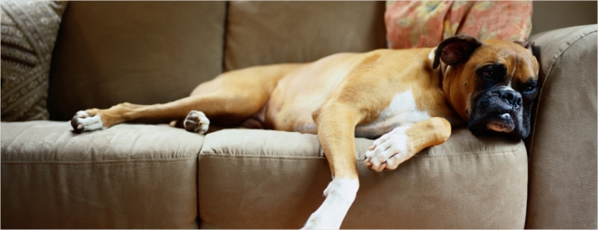 Las mascotas al diván: cómo se ocupan los científicos de la mente animal