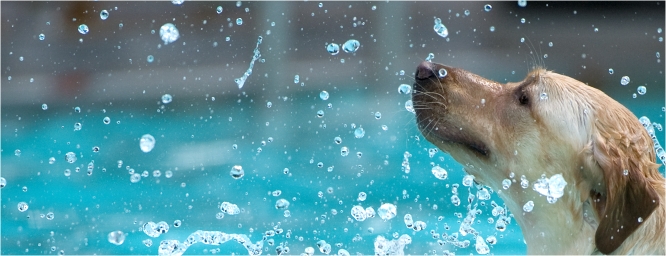 El calor, una amenaza para la salud de los perros