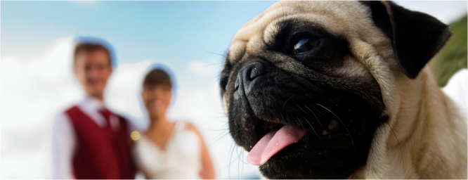 Los perros, nuevos protagonistas de las bodas