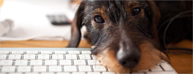 Perros en la oficina: las mascotas ladran fuerte en el mundo laboral