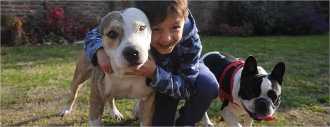 El bulldog francés y el pitbull, los perros preferidos de los argentinos