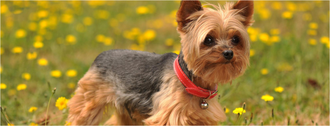 En Argentina, por falta de espacio, la gente tiene perros cada vez más chicos