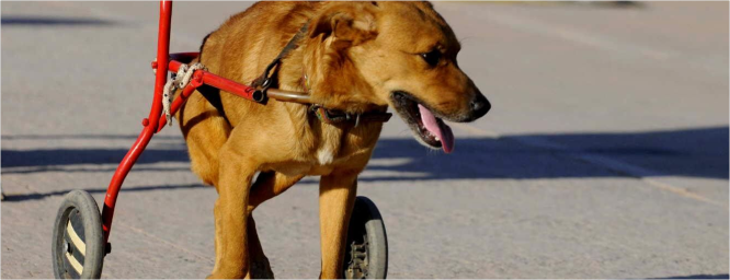 El refugio con más perros en rueditas de América Latina está en la Argentina