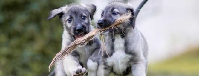 La tierna historia de los primeros gemelos idénticos de perro que se conocen