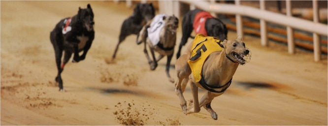 Es ley la prohibición de las carreras de galgos en todo el país