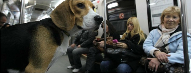 Es ley: usuarios del subte ya pueden viajar con sus mascotas