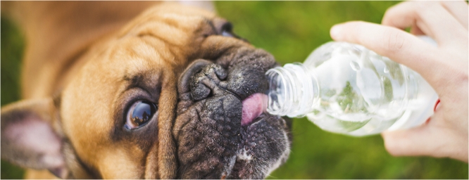 El perro y el calor: consejos para combatir las altas temperaturas