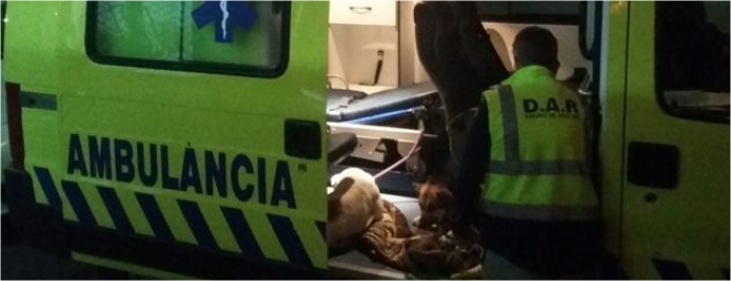 Una ONG andante: la primera ambulancia para perros y gatos