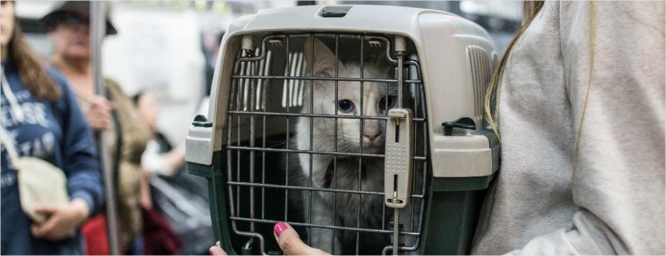 Subte: gatos y perros, nuevos pasajeros los fines de semana