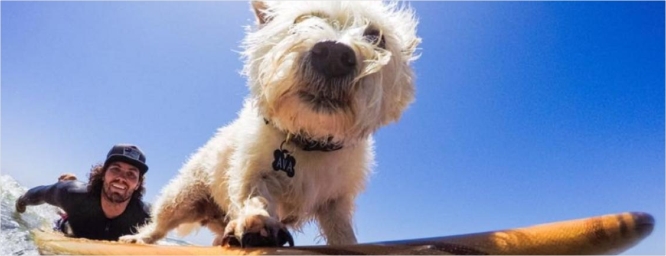 En Mar del Plata, dan clases de surf para perros y sus dueños