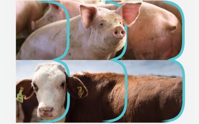 Florxicam B. Lo nuevo para las enfermedades respiratorias